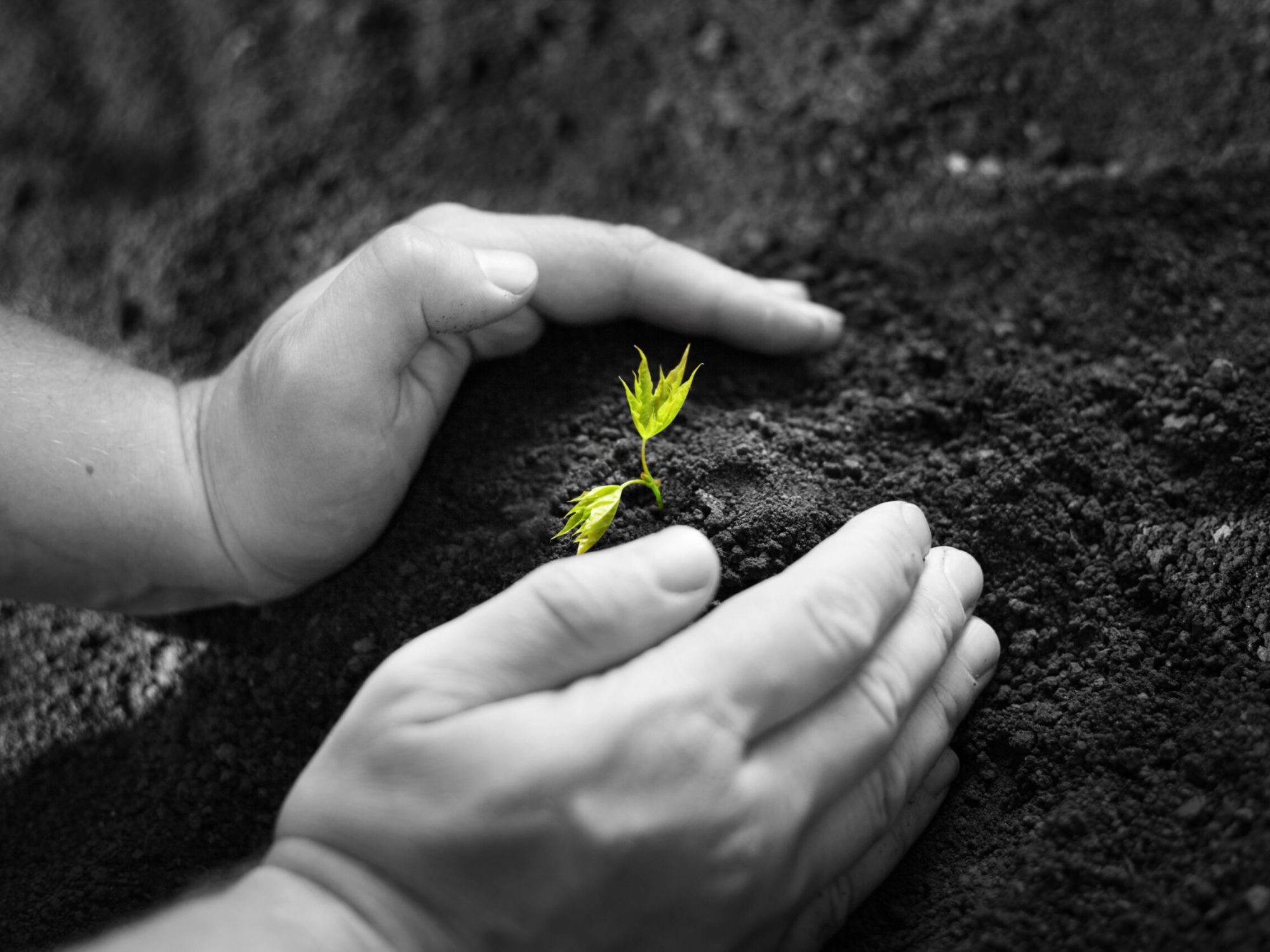 Image,Of,Male,Hands,Transplanting,Young,Plant